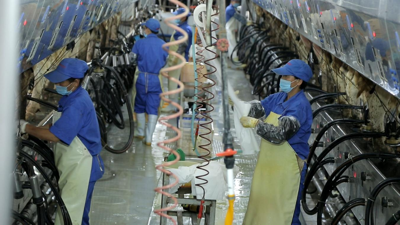 花花牛丨河南農(nóng)業(yè)大學(xué)黨委副書記、校長(zhǎng)介曉磊一行蒞臨花花牛河南瑞亞參觀調(diào)研