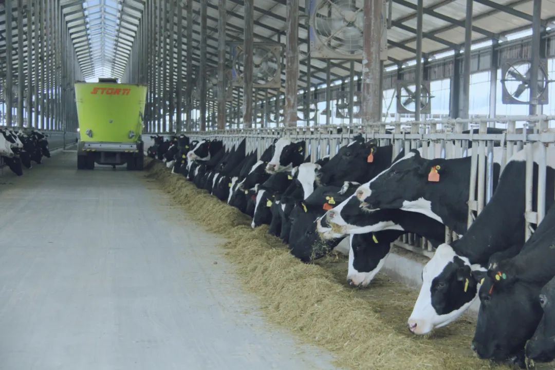 花花牛丨國家奶牛產(chǎn)業(yè)技術(shù)體系首席科學(xué)家、中國農(nóng)業(yè)大學(xué)教授李勝利一行蒞臨花花牛魯山瑞亞參觀調(diào)研