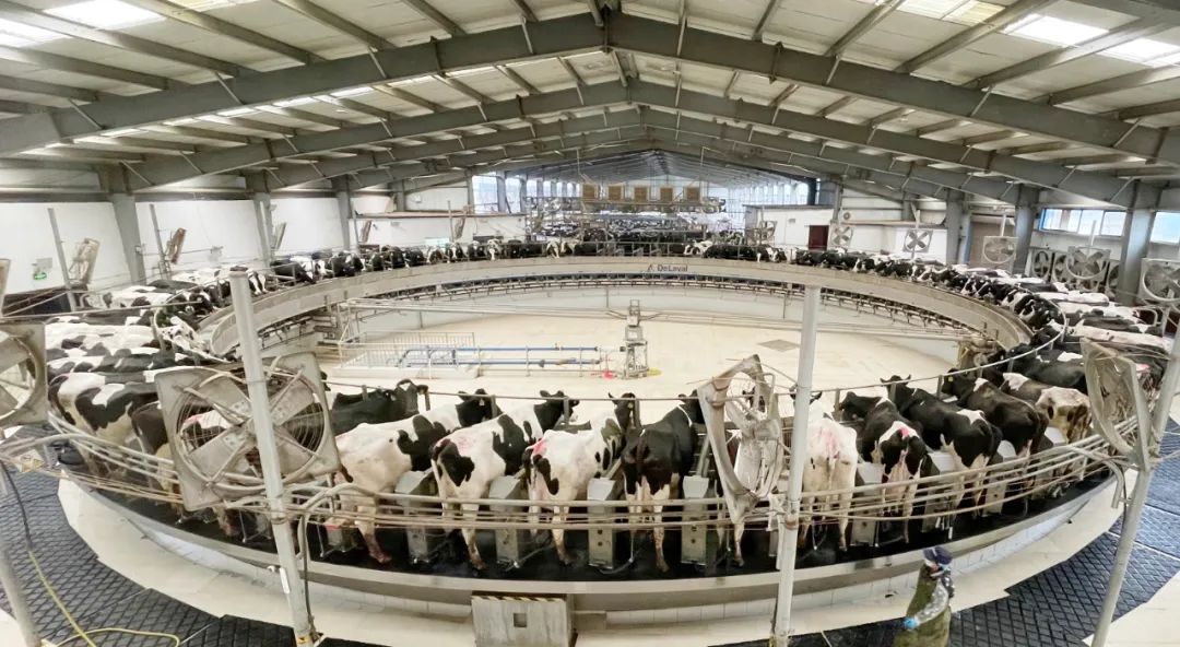 凝心聚力·贏創(chuàng)未來(lái) | 花花牛乳業(yè)集團(tuán)召開(kāi)營(yíng)銷(xiāo)、養(yǎng)殖及飼料經(jīng)營(yíng)工作會(huì)議