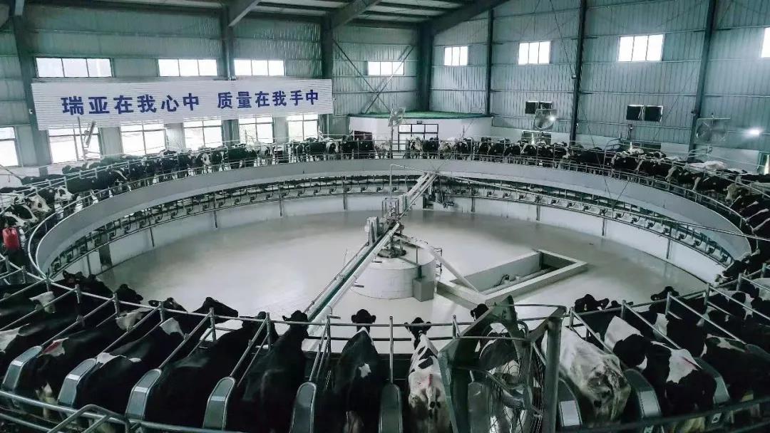 快訊 | 駐馬店市委副書(shū)記、市長(zhǎng)李躍勇一行蒞臨花花牛乳業(yè)集團(tuán)平輿瑞亞牧場(chǎng)調(diào)研