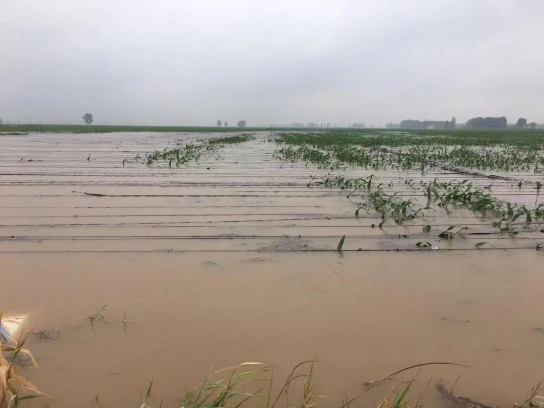 【乳報·聚焦】“豫”難而上的中原牛人“太中了”！