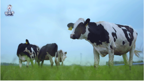 河南省高級人民法院院長胡道才一行蒞臨花花牛乳業(yè)集團(tuán)開展“萬人助萬企”活動 助力企業(yè)發(fā)展 河南省高級人民法院院長胡道才一行蒞臨花花牛乳業(yè)集團(tuán)開展“萬人助萬企”活動 助力企業(yè)發(fā)展