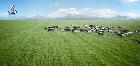 榮譽(yù) | “百家牛場(chǎng)青貯質(zhì)量評(píng)鑒活動(dòng)”花花牛新蔡瑞亞牧業(yè)、河南合源乳業(yè)分別榮獲一、三等獎(jiǎng)