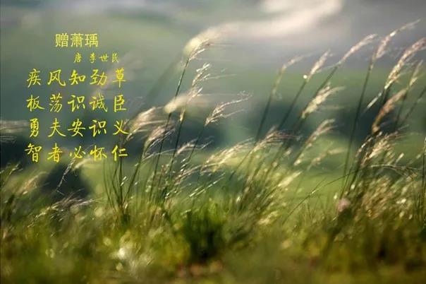 花花牛 | 疾風(fēng)來臨，你是不是勁草？