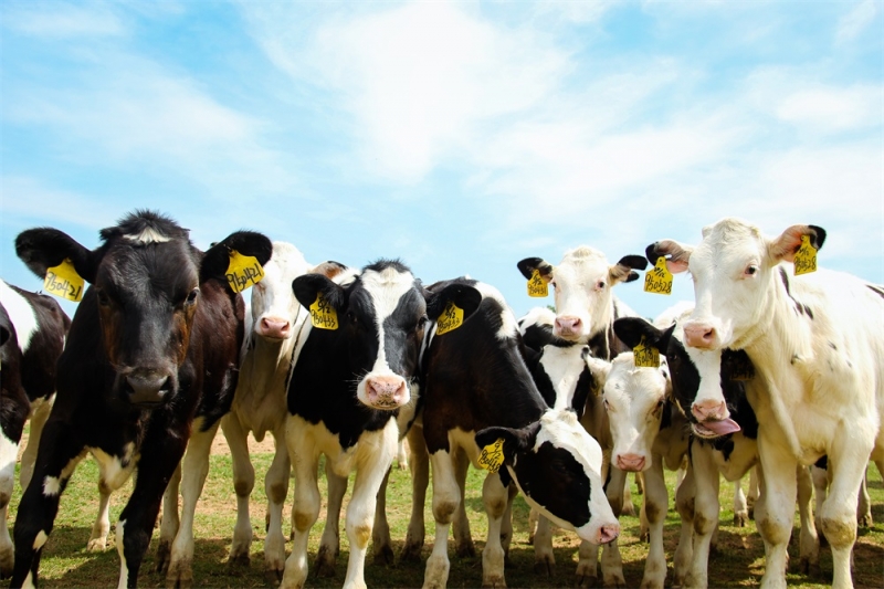 養(yǎng)殖事業(yè)部兩個(gè)牧場獲農(nóng)業(yè)部標(biāo)準(zhǔn)化示范場稱號